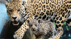 Samec jaguára amerického usmrtil v bratislavskej zoo svoje mláďa