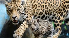 Samec jaguára amerického usmrtil v bratislavskej zoo svoje mláďa