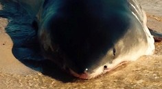 Žralok na pláži. Masívna záchranná akcia mala nečakaný koniec