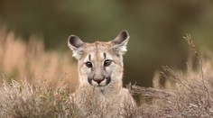 V okolí Prahy sa pohybuje mláďa pumy, utieklo zo zooparku
