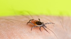 Kliešte priťahujú viaceré vône. Podľa čoho si vyberajú svoje obete?