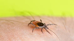Kliešte priťahujú viaceré vône. Podľa čoho si vyberajú svoje obete?