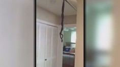 Viete si predstaviť, že sa vám v dome pária hady?