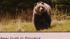 Našla inzerát, že u nás sa dajú za peniaze loviť medvede: Zisťovali sme, ako je to možné