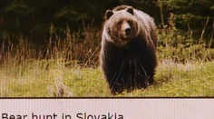 Našla inzerát, že u nás sa dajú za peniaze loviť medvede: Zisťovali sme, ako je to možné