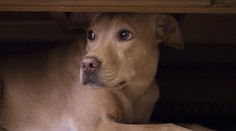 Pre zvieratá patrí silvestrovská noc k najtraumatizujúcejším zážitkom roka