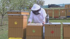 Včiel dramaticky ubúda, poľnohospodársky závod na juhu Slovenska ukazuje, že je voči nim šetrný