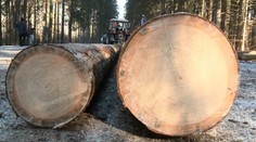 Breznom otriasa škandál! Starosta tvrdí, že zaň môžu lesníci