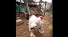 Obrovské kura hitom internetu: Mysleli si, že je to podvod. Tu je pravda