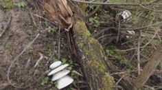 Menili im elektrické stĺpy, okrem toho im zničili pozemky