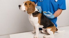 Majitelia psíkov pozor, už máte iba pár dní na dôležitú vec pre vášho miláčika