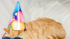 Milované i zatracované. Také sú mačky, ktoré mali v utorok svoj svetový deň