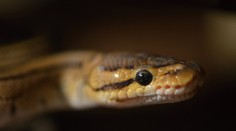 Mega úlovok: Zadržali muža, ktorý sa pokúšal prepašovať 47 pytónov