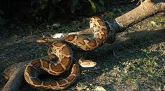 Prípad, z ktorého mrazí. Žena šla kúpiť lieky, skončila v útrobách hada