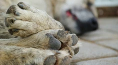 Zdanlivo nevinné prechádzky môžu psom ublížiť. Veterinári varujú pred častou chybou majiteľov