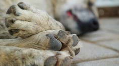 Zdanlivo nevinné prechádzky môžu psom ublížiť. Veterinári varujú pred častou chybou majiteľov