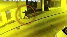 VIDEO: Vrah zo Zámockej strieľal zblízka, autentické zábery nie sú vhodné pre citlivé povahy