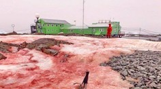 Vedcom v Antarktíde sa naskytol pohľad ako po masakri. Krvavo červený sneh bol všade