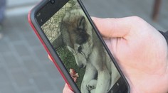 Susedovho psa udrel osemkrát dreveným hranolom. Krajský súd mu udelil podmienku za týranie zvierat