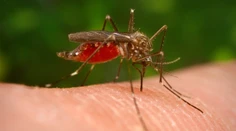 Invázny druh komára, ktorý prenáša exotické vírusy, prenikol už aj na Slovensko