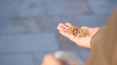 Zvyknete kŕmiť vtáky? V týchto mesiacoch by ste to rozhodne robiť nemali