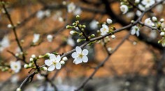 Už len zopár chladných dní. Marcová predpoveď hlási až 18 stupňov