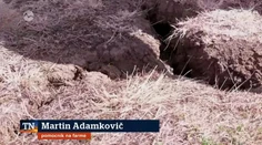 Sucho ničí vianočné stromčeky