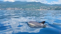 Delfíny pri Chorvátsku sa správajú veľmi neobvykle. Vedci varujú ľudí, aby sa k nim nepribližovali