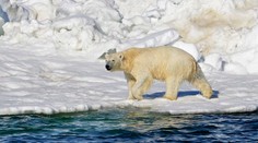 Na Aljaške útočil ľadový medveď. Usmrtil ženu a chlapca