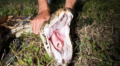 V Národnom parku objavili obrieho pytóna. Pracovníci ho usmrtili