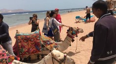 Odvrátená tvár turizmu: Ľudia ničia polia pre krásnu fotku a podporujú biznis so zvieratami