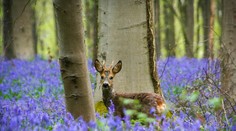 Nádhera! Les, v ktorom rastú iba modré kvety