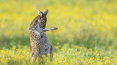 FOTOGALÉRIA: Najzábavnejšie momenty z ríše zvierat. Obľúbená súťaž spoznala finalistov