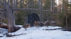 Tarabov rezort ustupuje pri lokalitách s hlucháňom. Naopak, zjazdovky ostávajú v zóne s nižším stupňom ochrany