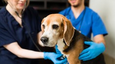 Vysoký trest za týranie tisícok zvierat. Americká spoločnosť dostala rekordnú pokutu