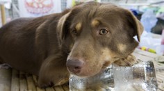 Vydali výstrahy pred teplotami! Peklo ale dlho trvať nebude