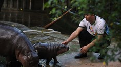 Mláďa hrocha sa stalo fenoménom. Je inšpiráciou pre oblečenie aj kozmetiku