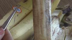 Ihly v ovocí sú späť. V Litve ich našli v banáne aj citróne