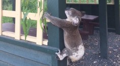 Nechutné zverstvo v Austrálii. Koalu priklincovali k drevenému stĺpu