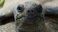 Korytnačka spôsobila železniciam nemalé problémy. Vyliezla na koľajnice a nedovolila vlakom pokračovať v jazde