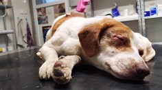 Ľudská krutosť nemá hranice. Oskarovi niekto vypálil oči žieravinou