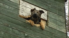 Rozkošného psíka uväznili v posede. Bez vody vydržal asi týždeň