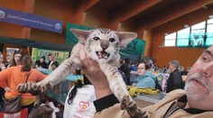 V Žiline sa predvádza cez 200 ušľachtilých mačiek. Na výstavu ich priniesli majitelia z ôsmich krajín