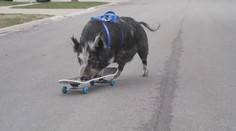 Guinnessova kniha rekordov 2026 prekvapuje: Od šialených výkonov po úspechy, ktoré lámu všetky hranice