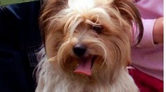 Majitelia fenky odleteli na dovolenku. Psíka nechali zamrznúť