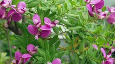 Nebezpečná rastlina je už aj na Slovensku. Ničí všetko zelené