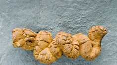 Vedci zistili, čo prispelo k vzniku moderného života. Motorom najväčšieho evolučného skoku boli výkaly