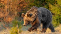 Ďalší stret s medveďom. Muž z Kysúc skončil so zraneniami v nemocnici