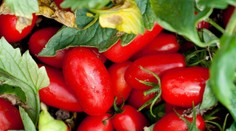 Paradajky ohrozuje nepríjemný vírus. Po napadnutí musia zmiznúť z obchodov