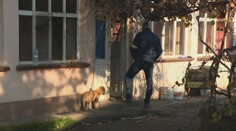 Prípad starenky, ktorú našli pohryzenú od potkanov: Psík z jej domu má obrovské šťastie